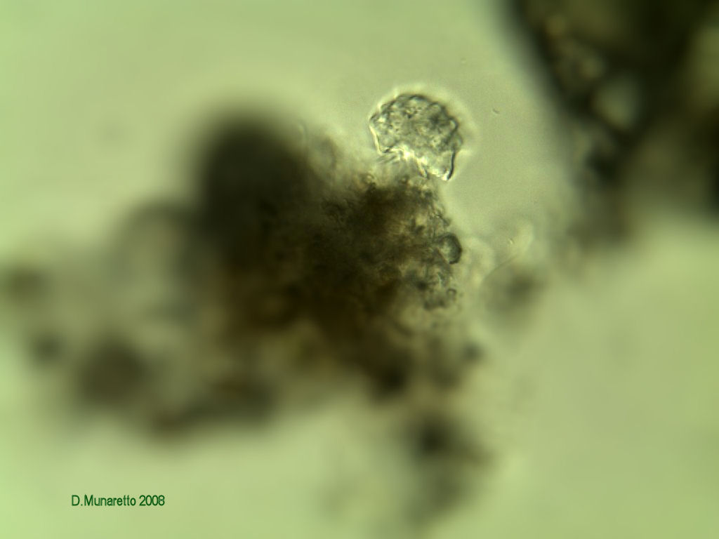 Aspidisca sp.Aspidisca sp.
